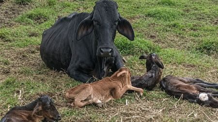 Una vaca dió a luz a cuatro terneros en un solo parto en Nariño, Antioquia