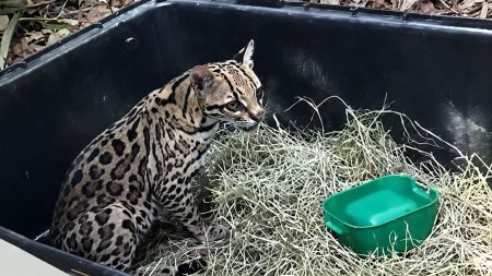 Corantioquia libera una hembra de ocelote en el Bajo Cauca, luego de varios meses de rehabilitación