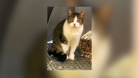 Buscan a Damián, el gato que acompaña a dos niños con discapacidad en el Hatillo-Medellín Buscan a Damián, el gato que acompaña a dos niños con discapacidad en el Hatillo-Medellín