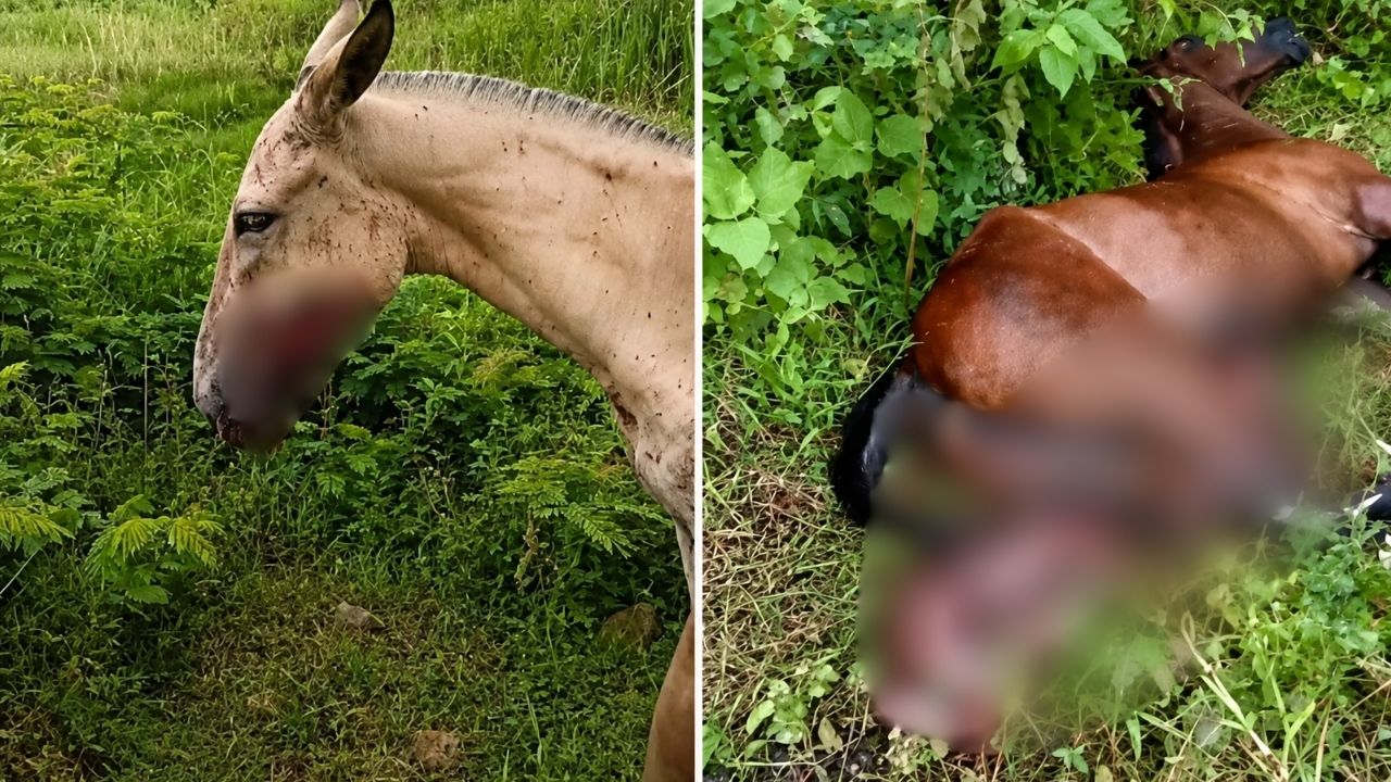 Ataque con drones deja varios caballos y una vaca muertos en zona rural de El Bagre