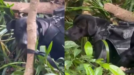 VIDEO: Encuentran un perrito amarrado en el parque El Salado de Envigado Encuentran un perrito amarrado en el parque El Salado de Envigado