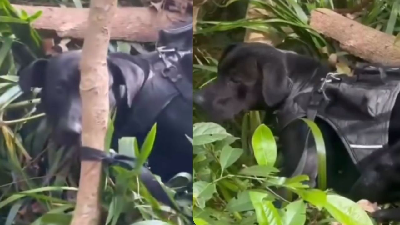 Encuentran un perrito amarrado en el parque El Salado de Envigado