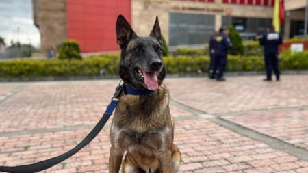 Dastan, el perro pastor belga malinois de Bomberos de Bogotá, junto a su guía antes de abordar la misión humanitaria hacia Venezuela.