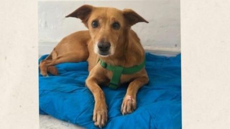 Perrita en Belén