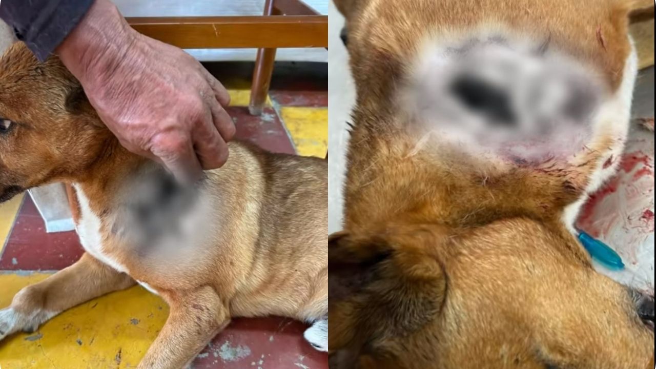 ¿Patrón de maltrato? Denuncian ataques con arma blanca contra perros en Betania