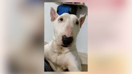Buscan a Candy: Bull Terrier desaparecida en el sector de Castilla