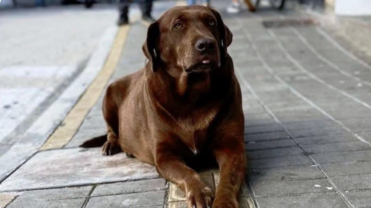 Falleció Canela, la "perrita peregrina" de Yarumal