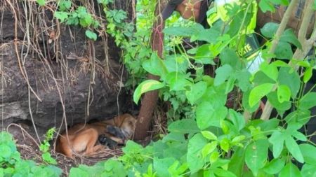 VIDEO: Rebeca, una perra que sobrevivió a una tormenta junto a sus siete cachorros Rebeca, una perra que sobrevivió a una tormenta junto a sus siete cachorros