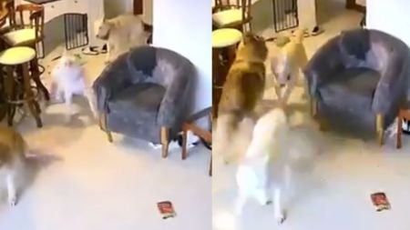 El angustioso momento que vivieron perros y gatos durante el terremoto en Venezuela