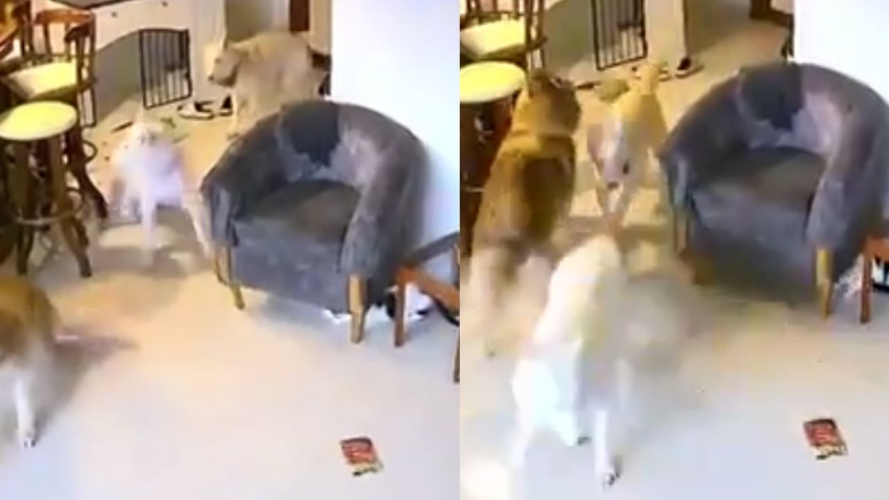 El angustioso momento que vivieron perros y gatos durante el terremoto en Venezuela