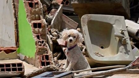 "Una garra por Venezuela": la iniciativa que busca ayudar a los animales afectados por el terremoto