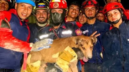 Un milagro entre los escombros: bomberos rescatan a un perro luego el terremoto en Venezuela