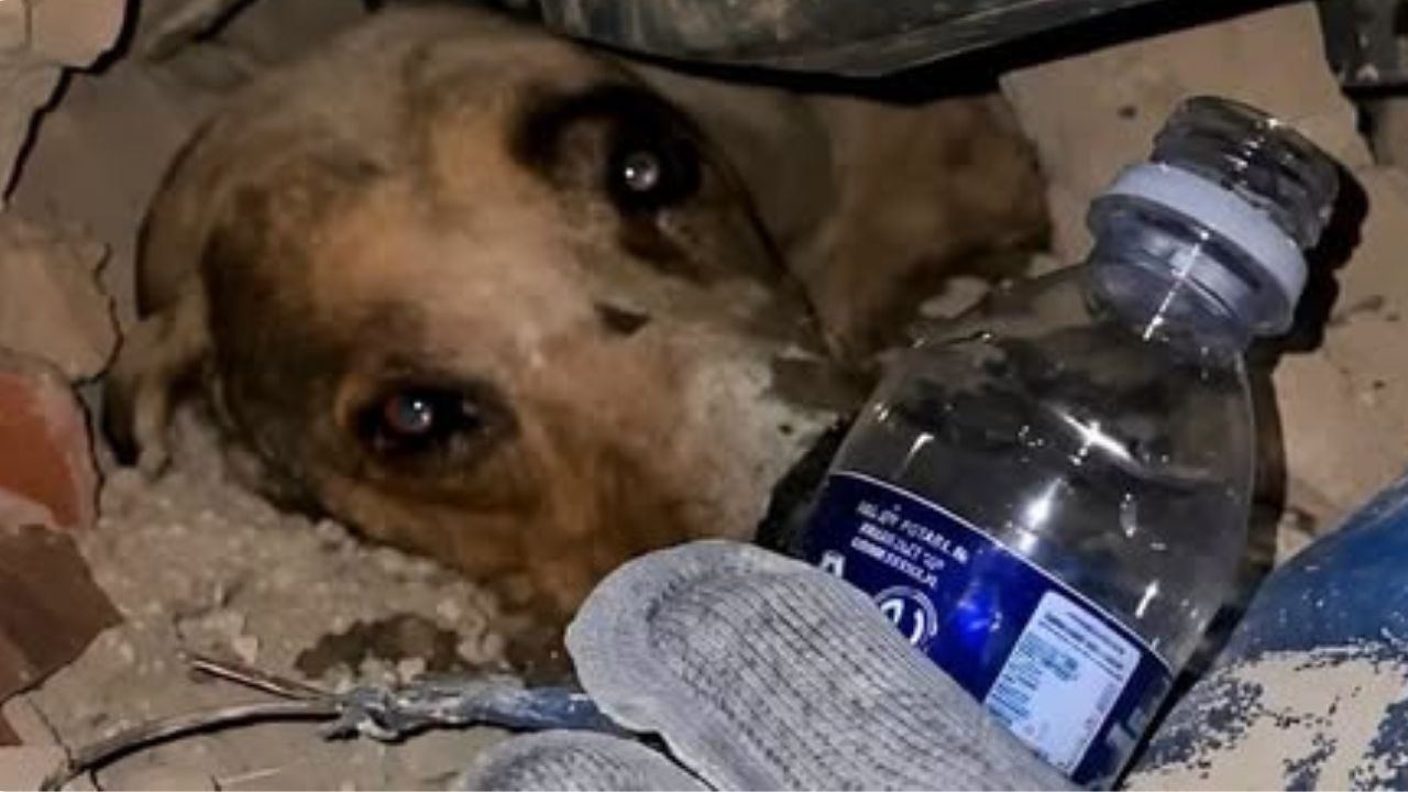  bomberos rescatan a un perro luego el terremoto en Venezuela
