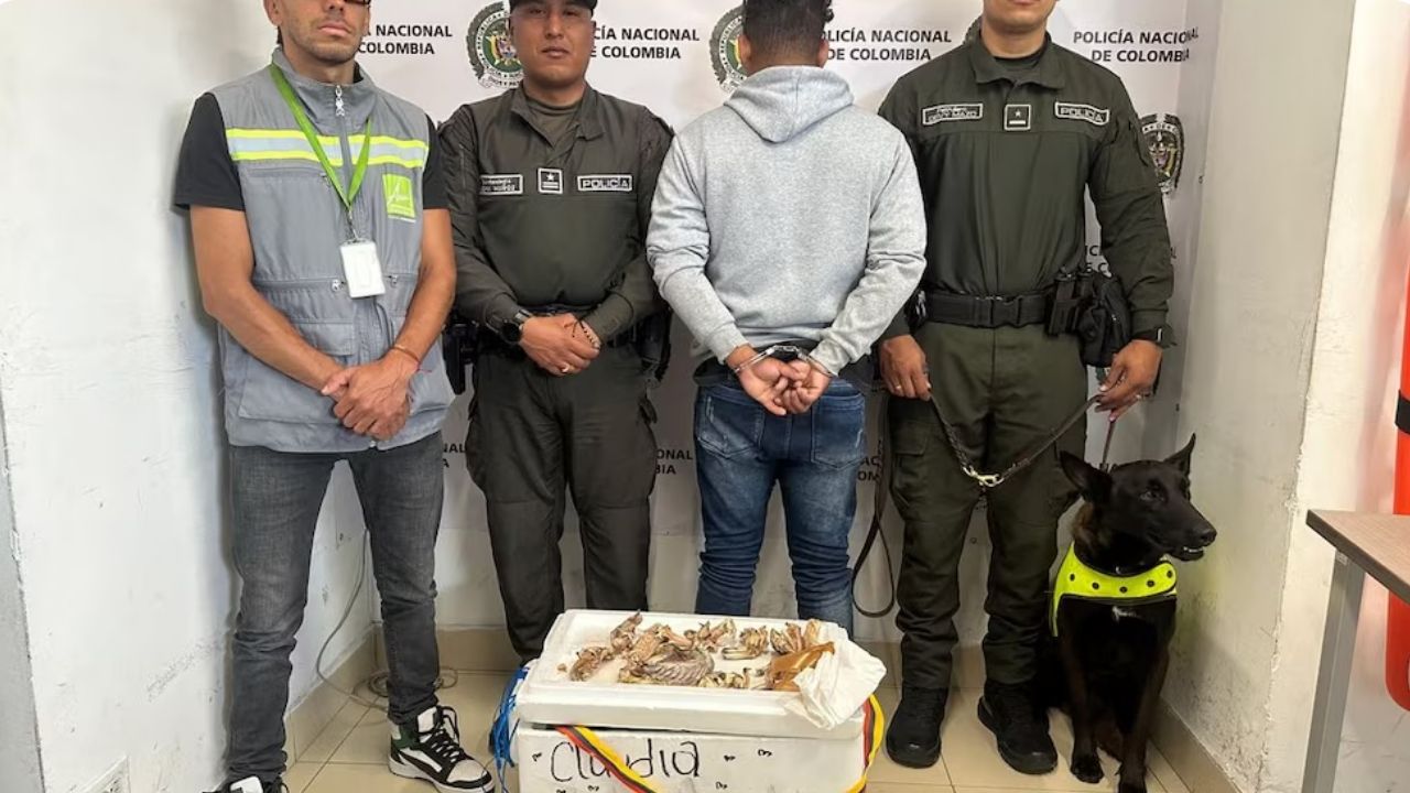El olfato de 'Sato' evitó el tráfico de 15 partes de iguana en la Terminal del Norte
