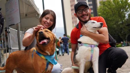 Medellín vivirá la Adoptatón Mundialista el Día del Padre: 1.838 perros y gatos esperan una familia
