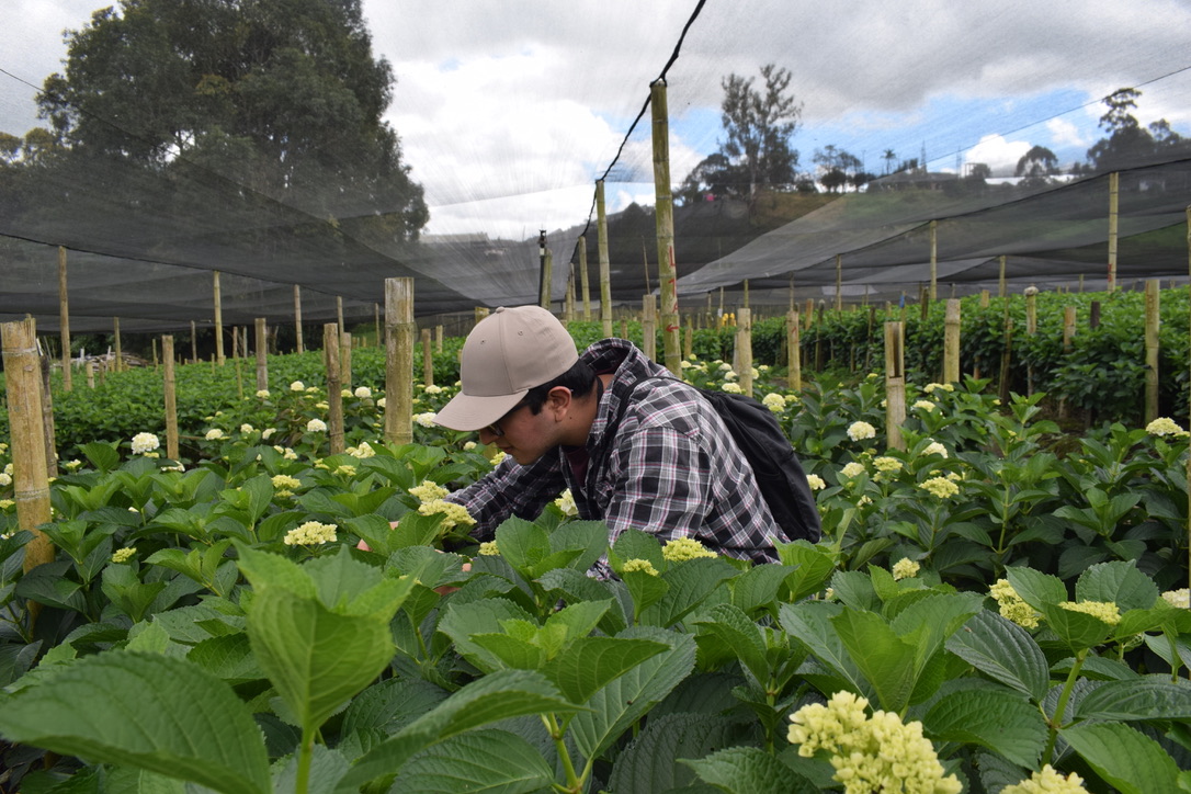 Detectan por primera vez en Colombia un virus asociado a la secadera de las hortensias