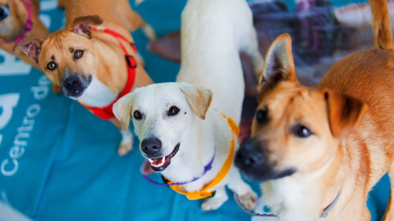 160 perros y gatos sin hogar encontraron una segunda durante la campaña mundialista de adopción en Medellín