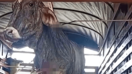 ¿Quién responde? Atacan con flechas a una vaca dentro de un camión de transporte