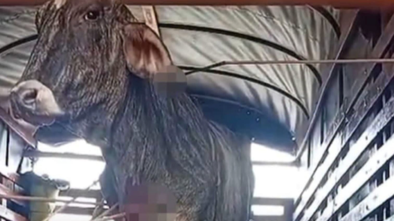¿Quién responde? Atacan con flechas a una vaca dentro de un camión de transporte