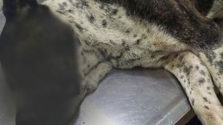 ¿Envenenamiento? Ciudadanos piden investigar la muerte de varios animales domésticos en Yarumal