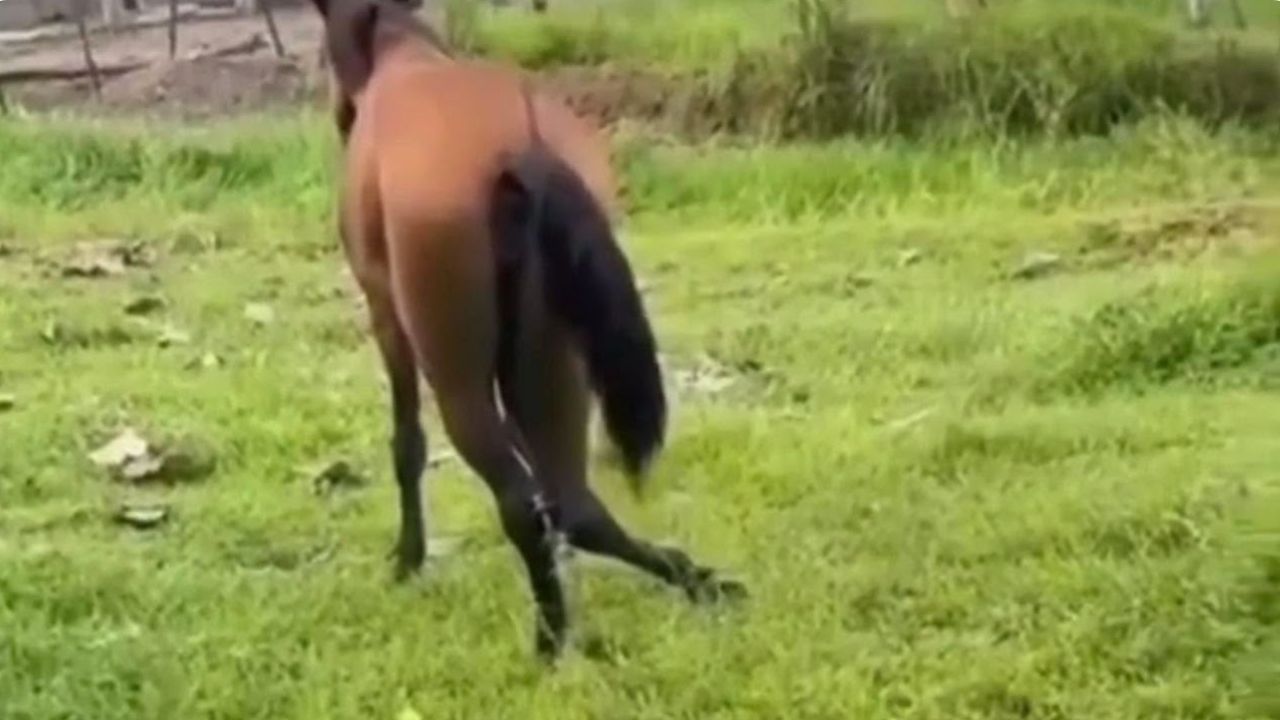 Caballo en Currulao Turbo