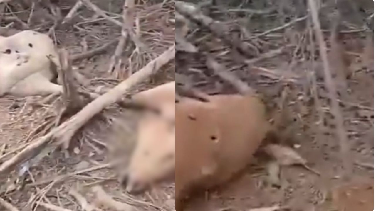 Freddy se habría quedado sin sustento porque sus vacas murieron en un bombardeo en Amalfi