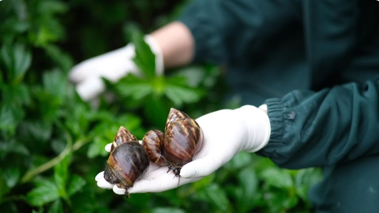 Recolectan más de 700 kilos de caracoles exóticos invasores en el Valle de Aburrá durante 2026