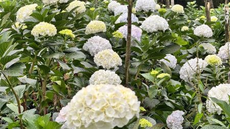 Exportaciones de hortensias colombianas superaron los 120 millones de dólares en 2025 y marcaron un récord histórico Exportaciones de hortensias colombianas superaron los 120 millones de dólares en 2025 y marcaron un récord histórico