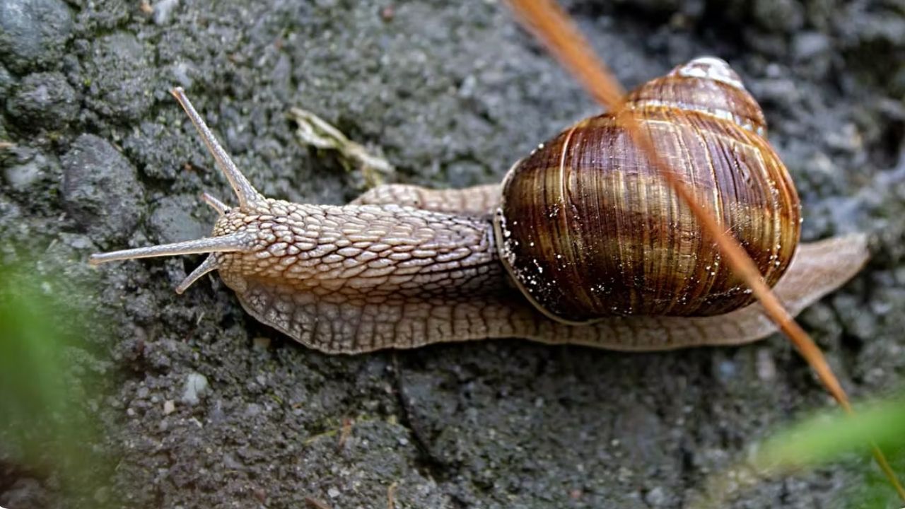 Ya van 700 kilos retirados en el Valle de Aburrá: el paso a paso si se encuentra al caracol africanoen su casa