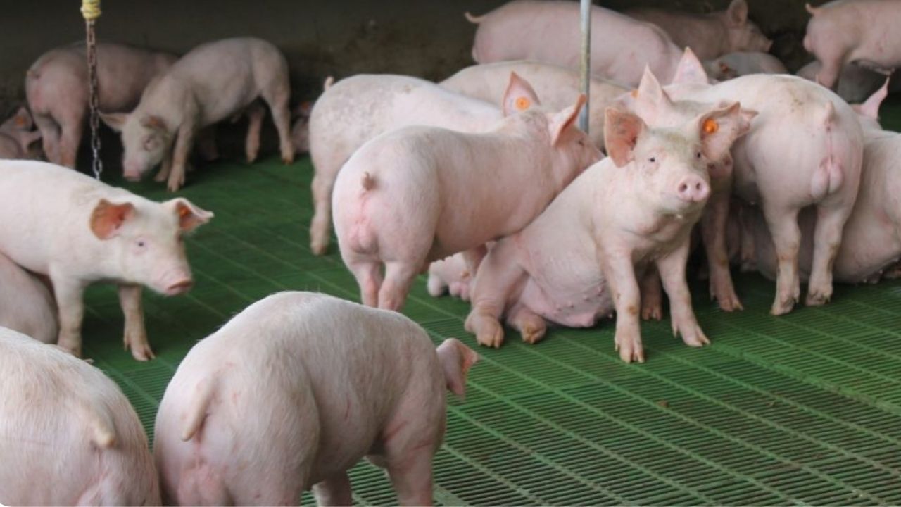 Del plato ocasional a la dieta diaria: consumo de carne de cerdo en Colombia se cuadruplicó