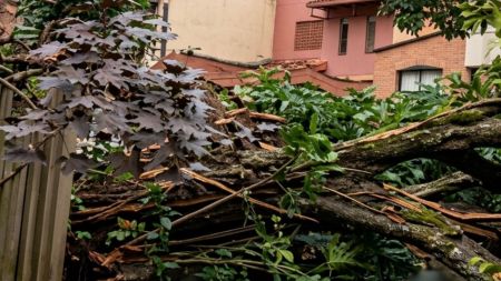 VIDEO | Caída de árbol tumba el cableado y afecta la movilidad en el barrio La Doctora, en Sabaneta LAURA PAG 2026 07 23T103411.549