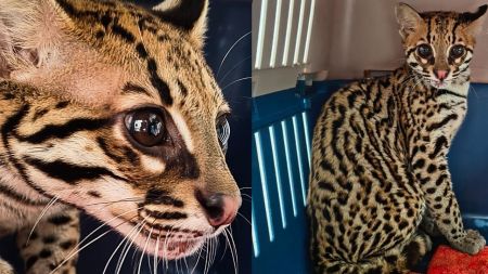 Rescatan un ocelote bebé en Sabaneta; autoridades sospechan que estuvo en cautiverio