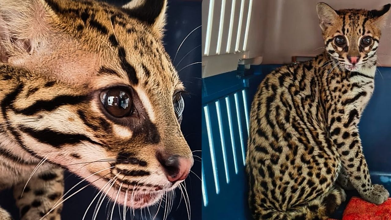 Rescatan un ocelote bebé en Sabaneta; autoridades sospechan que estuvo en cautiverio