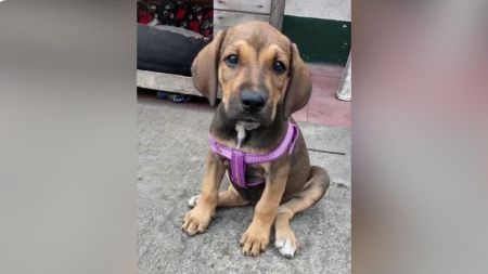 Canela seguirá junto a los uniformados que la vieron crecer en la Estación de Policía La Candelaria