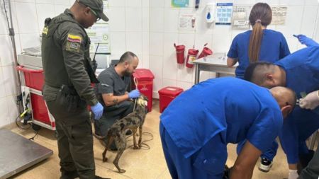 Ya están a salvo: Conozca el destino de los 10 perritos rescatados de condiciones inhumanas en Medellín