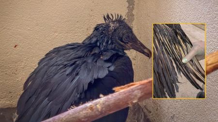 Video: A gallinazo le tiraron una sustancia grasosa caliente y quedó con quemaduras en todo el cuerpo Gallinazo se quemó el cuerpo con liquido caliente