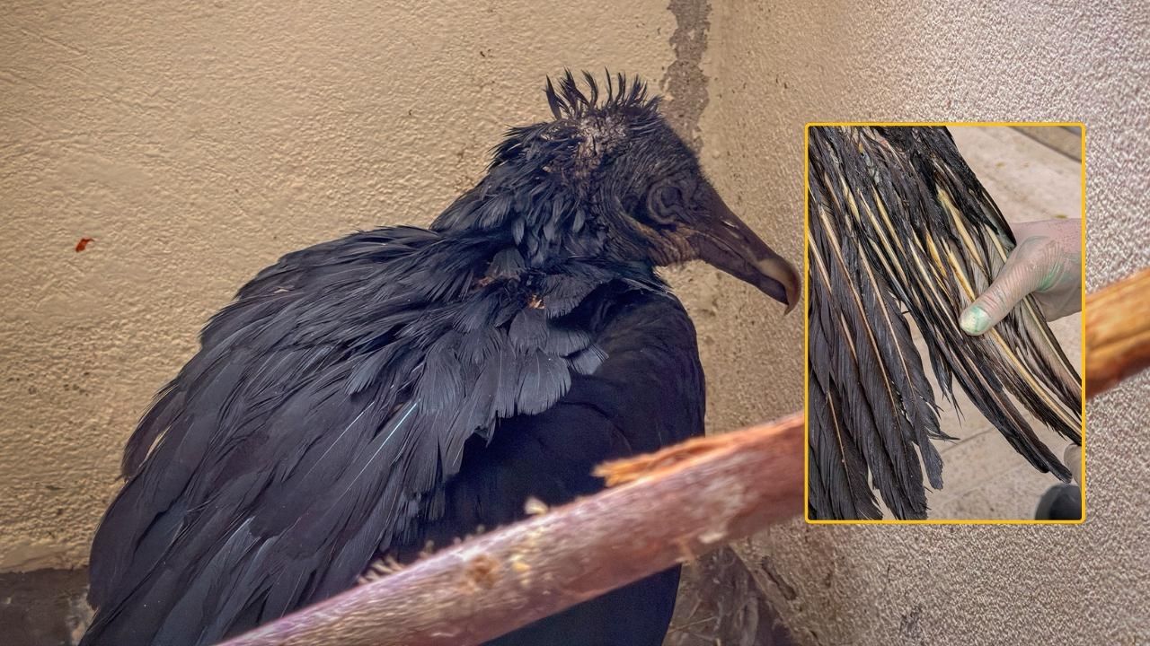 Video: A gallinazo le tiraron una sustancia grasosa caliente y quedó con quemaduras en todo el cuerpo Gallinazo se quemó el cuerpo con liquido caliente