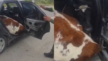 ¿Se los robaron? Llevaban dos terneros como "pasajeros" en el asiento trasero de un carro