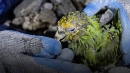 Muere el loro Panchito en su proceso de recuperación, luego ser rescatado en Venezuela Muere el loro Panchito en su rpoceso de recuperación, luego ser rescatado en Venezuela