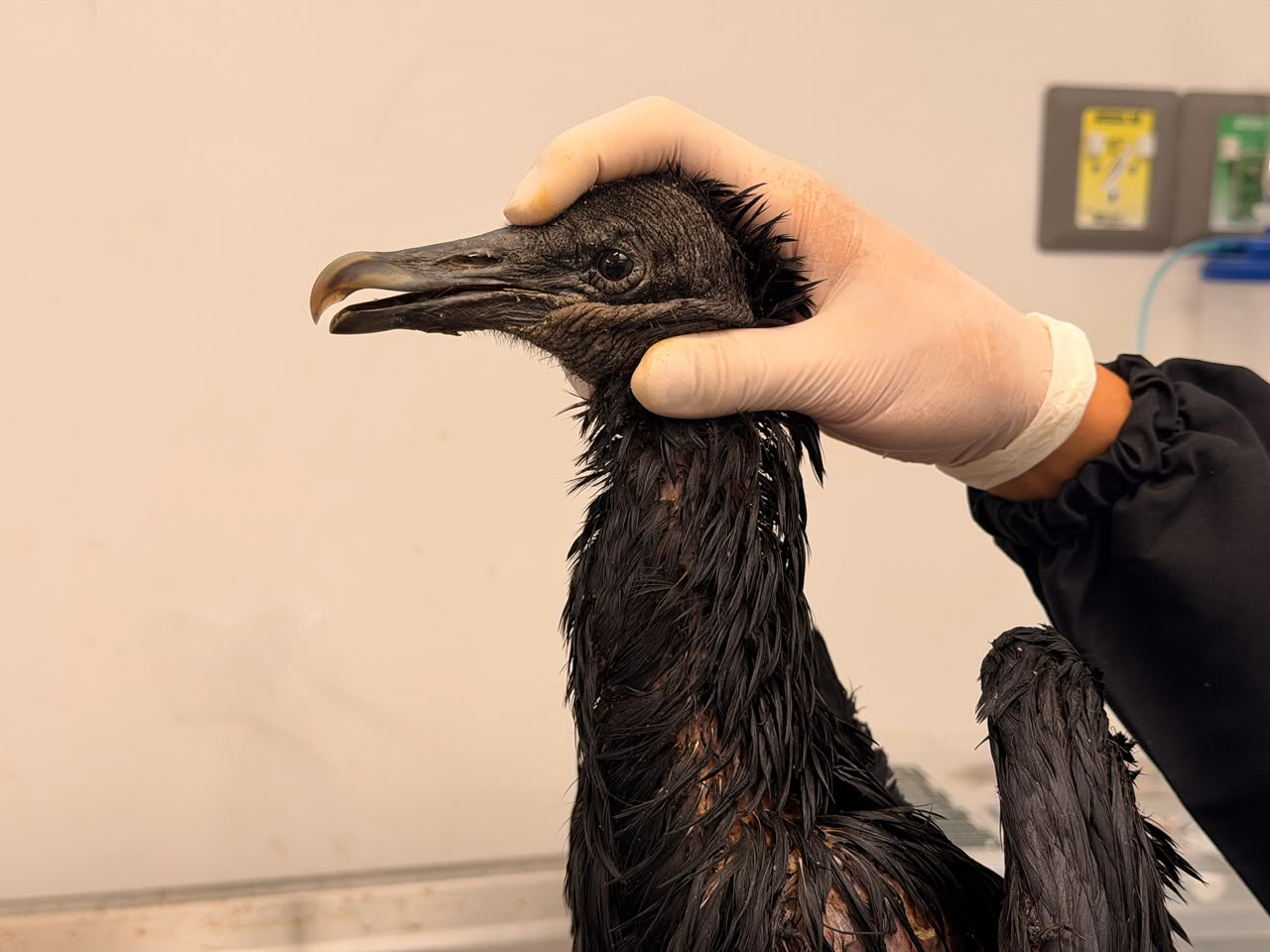 Gallinazo quemado