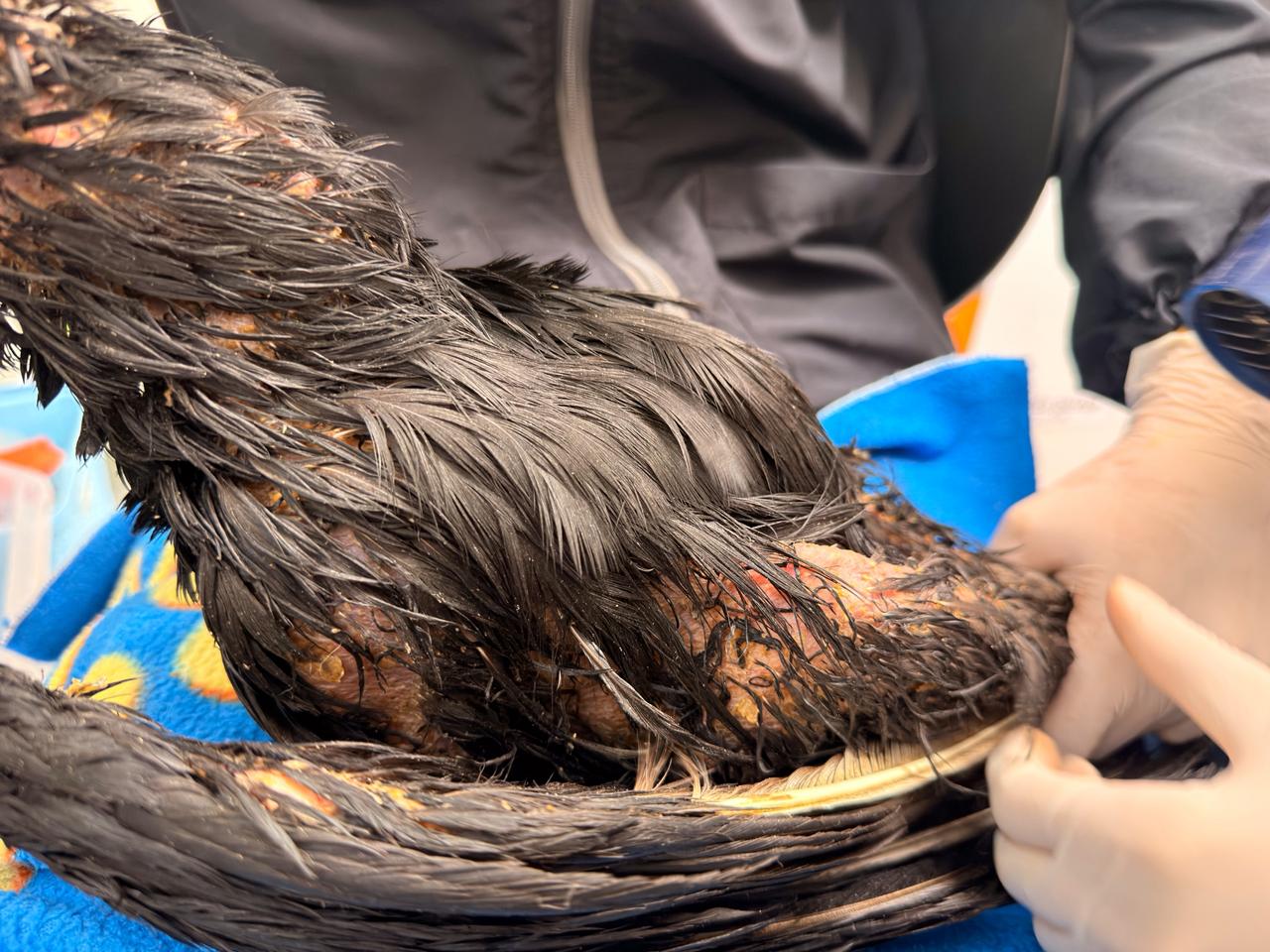 Gallinazo quemado