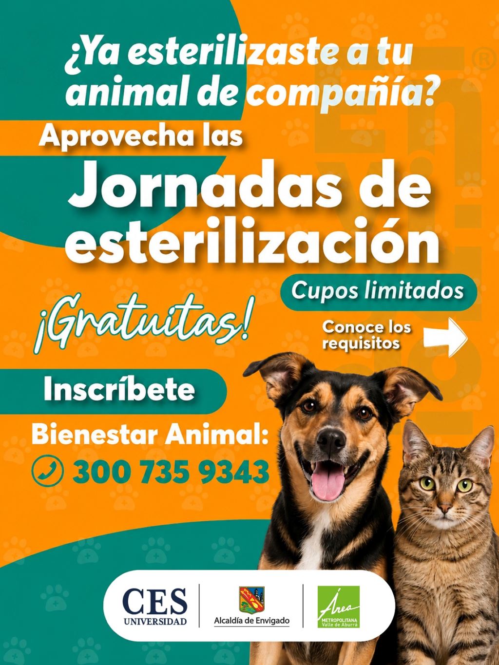Abren nuevas jornadas gratuitas de esterilización para perros y gatos en Envigado