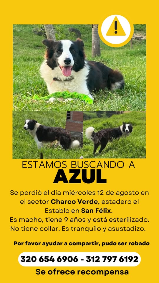 Buscan a Azul, perro de 9 años desaparecido en el corregimiento San Félix 1 Buscan a Azul, perro de 12 años desaparecido en el corregimiento San Félix