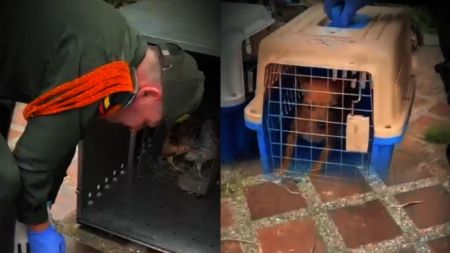 Rescatan a 46 animales en Altavista luego de recibir reporte de la comunidad