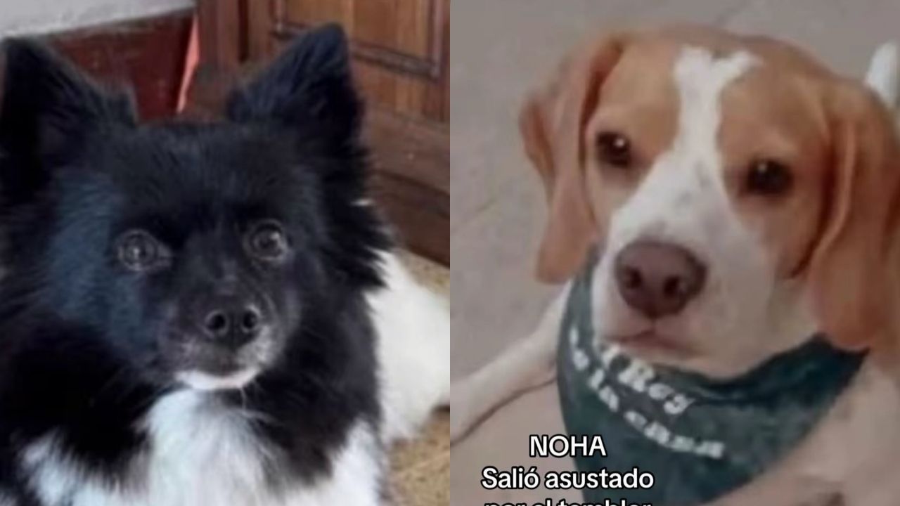 FOTOS: ¿Los has visto? Mascotas buscan a sus familias en el Valle de Aburrá luego del sismo