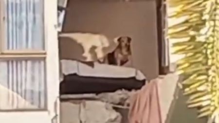 VIDEO: En Pereira piden la intervención de organismos de socorro para rescatar a un perrito atrapado Habitantes de Pereira piden la intervención de organismos de socorro para rescatar a un perro atrapado