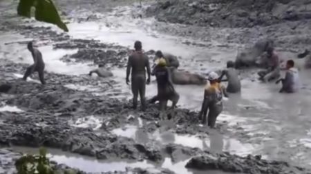 VIDEO: Así fue el rescate del ganado atrapado por la erupción de un volcán de lodo en San Pedro de Urabá VIDEO: Así fue el rescate del ganado atrapado por la erupción de un volcán de lodo en San Pedro de Urabá