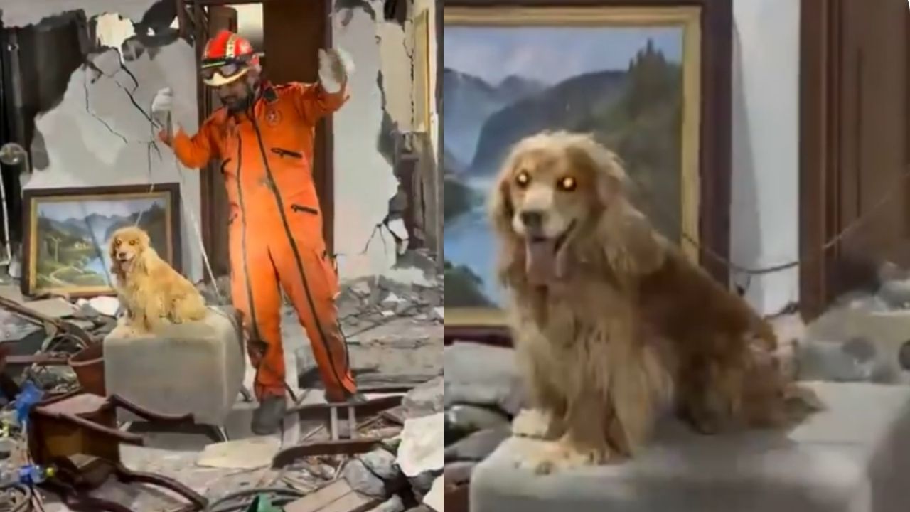 VIDEO: Los Topos Azteca realizan su primer rescate en Colombia: rescataron a un perrito en Cali