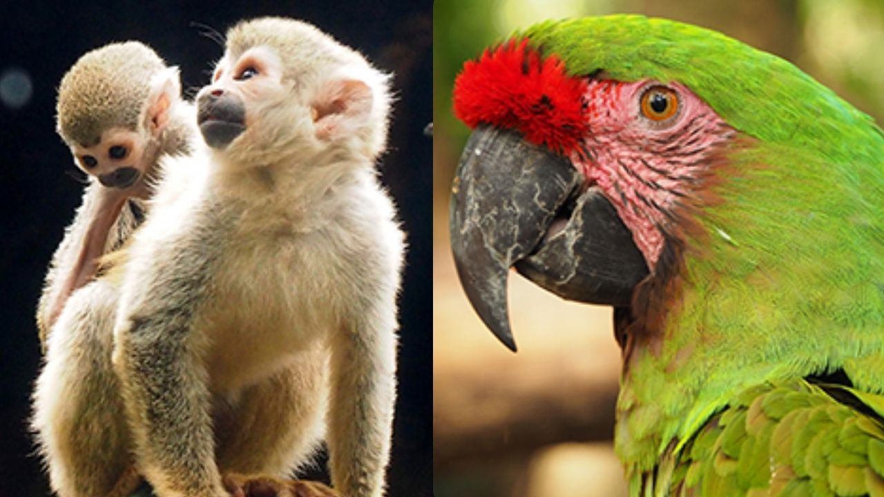 Primates y aves del Parque de la Conservación mostraron comportamientos erráticos antes del terremoto