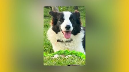 Buscan a Azul, perro de 12 años desaparecido en el corregimiento San Félix